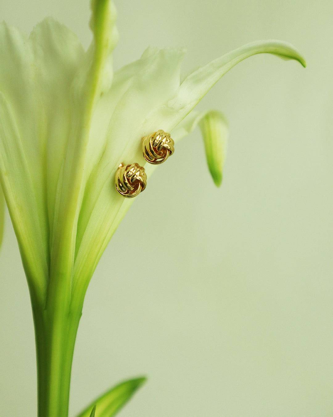 Con Cariño Earrings - Gold knot stud earrings gently placed on the petal of a white lily, highlighting their elegant woven design against a soft botanical background.