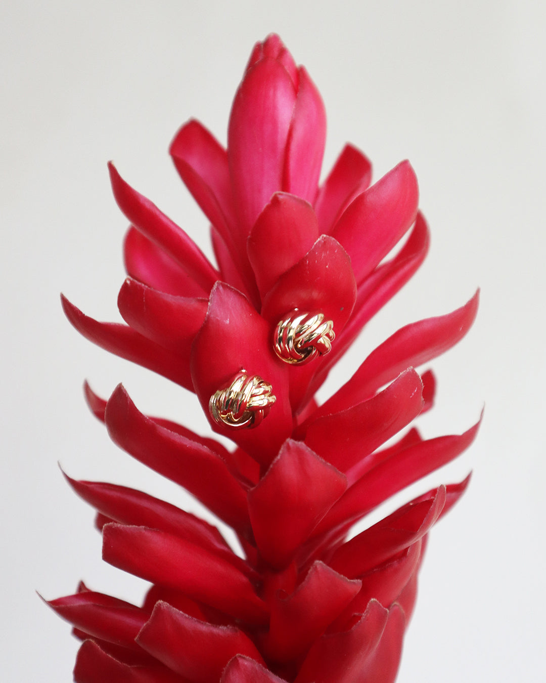 Con Cariño Earrings - Gold knot stud earrings styled on a vibrant red ginger flower, highlighting their polished metallic texture against bold tropical petals.