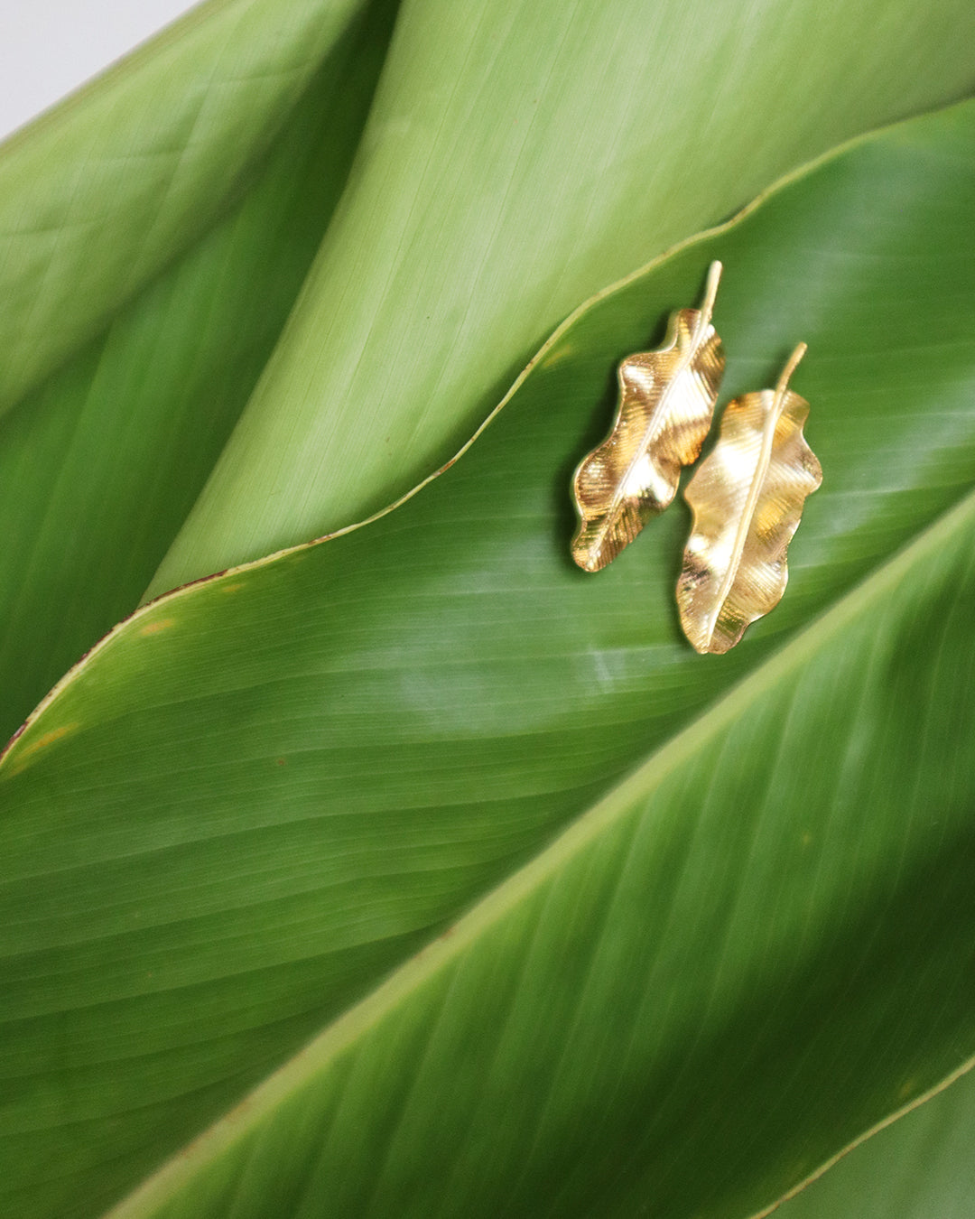 Con Cariño earrings - Elegant gold leaf-shaped earrings with wavy edges and etched details resting on overlapping banana leaves.