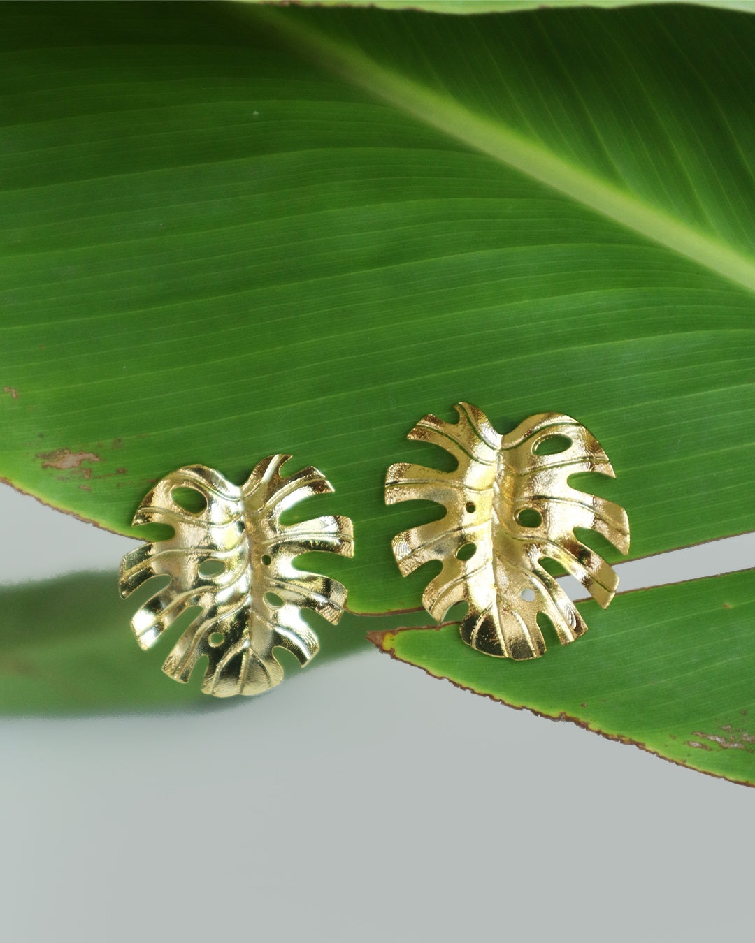 Con Cariño Earrings - Bold gold monstera leaf statement earrings displayed on large green tropical leaves.